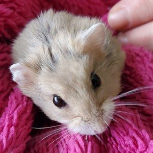 Meet your Posher, Peggy